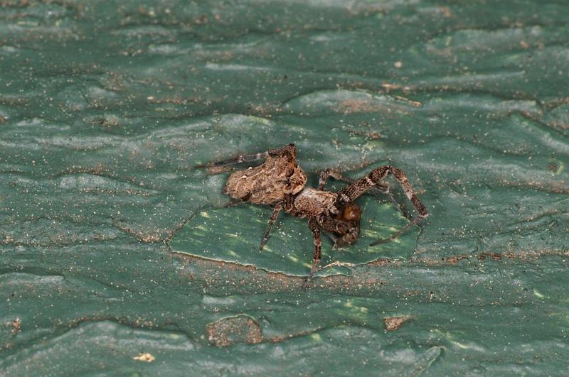 Uloborus_congregabilis_D7100_Z_89_Camping near sewage_Australie.jpg